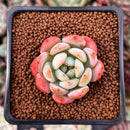 Echeveria 'Starmark' 1" Succulent Plant