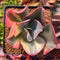 Echeveria 'Julia' Variegated 2" Succulent Plant