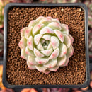Echeveria 'Snowmint' 2" New Hybrid Succulent Plant