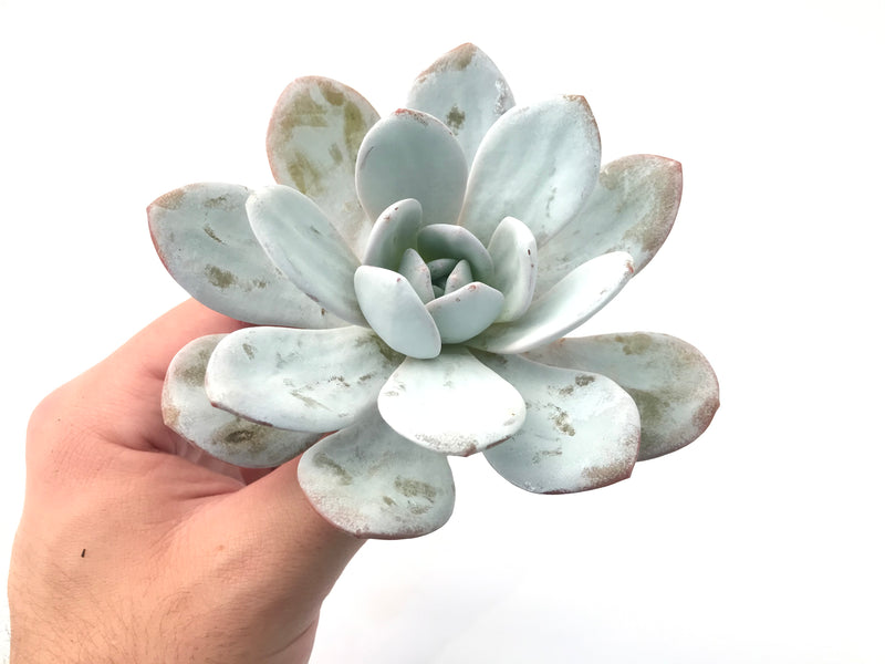 echeveria laui succulent plant bonsai Echeveria 'Laui' 4" Succulent Plant – True Succulents Plant Co