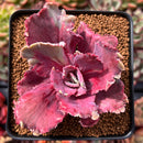 Echeveria 'Chantilly' Mutation Variegated 3" Succulent Plant