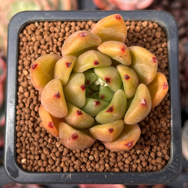 Echeveria Agavoides 'Venus' 2" Succulent Plant