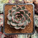 Echeveria 'Beauty Lily' 2" Air Magic Hybrid Succulent Plant