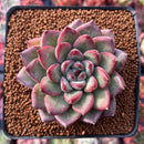 Echeveria Agavoides 'McTory' 2"-3" Succulent Plant