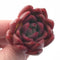 Echeveria Agavoides ‘Bubble Rose’ Small Seedling 1”-2” Rare Succulent Plant