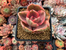 Echeveria 'Golden State' Variegated 2" Succulent Plant