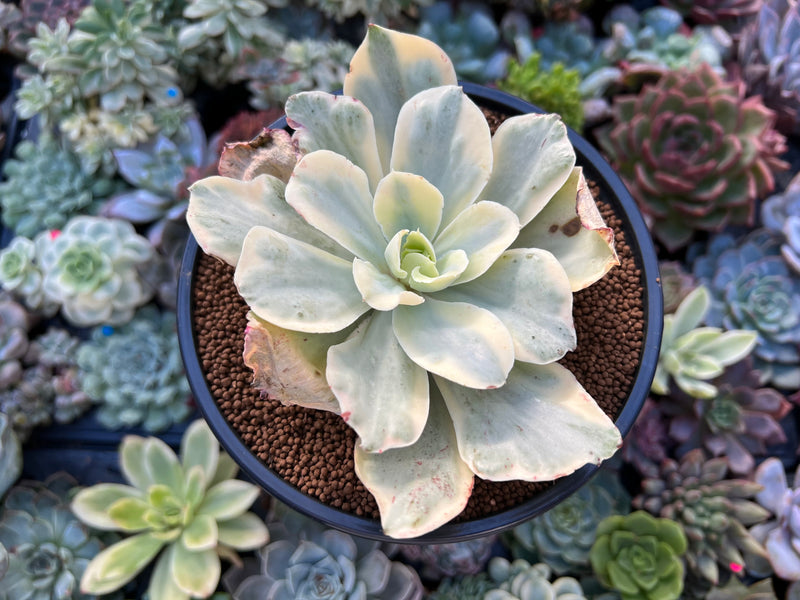 succulent japan Echeveria 'Japan Moon River' Variegated 3"-4" Succulent Plant – True Succulents Plant Co