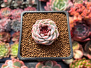 Echeveria 'Red Velvet' 1" Succulent Plant