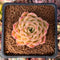 Echeveria 'High Red' ('Red Ebony' x 'Helena' Hybrid) 1"-2" New Hybrid Succulent Plant