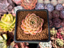Echeveria 'High Red' ('Red Ebony' x 'Helena' Hybrid) 1"-2" New Hybrid Succulent Plant