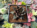 Echeveria 'Purpusorum' White Form 2" Succulent Plant