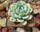 Echeveria 'Chloe' 3"-4" Powdery Succulent Plant