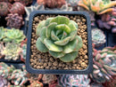 Echeveria 'Nicksana' Variegated 1" Cutting Succulent Plant