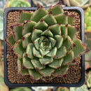 Echeveria Agavoides 'Sarabony' 2" Succulent Plant