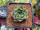 Echeveria 'Primavera' 1"-2" Succulent Plant