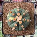 Astrophytum Asterias sp. Variegated 2" Plant*NO ROOTS*