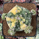 Astrophytum Myriostigma 'Kikko' Variegated 3" Plant *NO ROOTS*