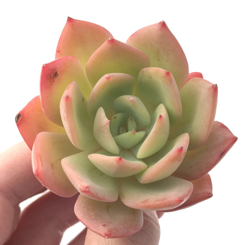 sweet and succulent shop Echeveria 'Lemon Sweet' 2" Succulent Plant – True Succulents Plant Co