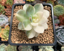 Echeveria 'Orange Monroe' Variegated 2" Succulent Plant