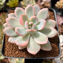 Echeveria 'Orange Monroe' Variegated 2"-3" Succulent Plant