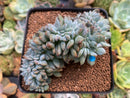 Echeveria 'Elegans Potosina' Crested 3" Succulent Plant