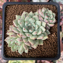 Echeveria 'Mexensis Zaragosa' 1"-2" Succulent Plant