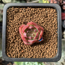 Echeveria 'Pink Crystal' 1/2" Very Small Seedling Succulent Plant