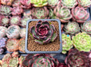 Echeveria 'Fushike' 1" New Hybrid Succulent Plant