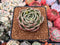 Echeveria Agavoides 'Angels Jelly' 2"-3" Succulent Plant