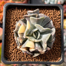 Echeveria 'Cubic Frost' Variegated 2" Succulent Plant
