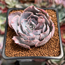 Echeveria 'Pinky' 2" Succulent Plant