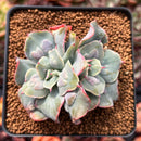 Echeveria 'Blue Spur' 2"-3" Succulent Plant