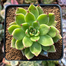 Echeveria Agavoides 'Helio' 2" Succulent Plant