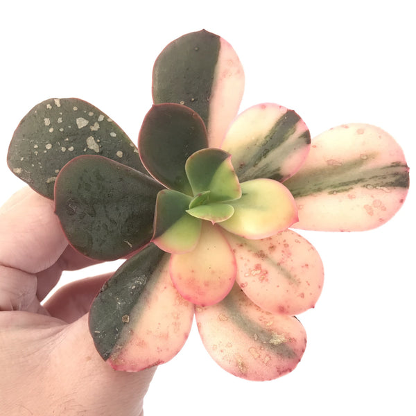 Echeveria 'Primadonna' Variegated 3"-4" Succulent Plant