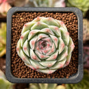 Echeveria 'Essence' 1" Succulent Plant