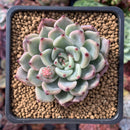 succulent cherry Echeveria 'Cherry Blossom Ending' 2" Succulent Plant – True Succulents Plant Co