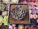 Echeveria 'Moranii' 1"-2" New Hybrid Succulent Plant