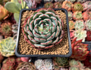 Echeveria 'Luma' 3" Succulent Plant