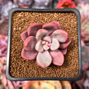 Echeveria 'Polari' 1" Succulent Plant
