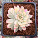 Echeveria 'Mebina' Variegated 2" Succulent Plant