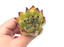 Echeveria Agavoides ‘Royal’ 2" Rare Succulent Plant