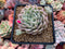 Echeveria 'Margaret' Variegated 3" Cluster Succulent Plant