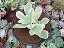 Echeveria 'Japan Moon River' Variegated 3" Succulent Plant