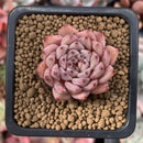 Echeveria 'Zaragoza' 1" Succulent Plant