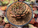 Echeveria Agavoides sp. 4"-5" Succulent Plant