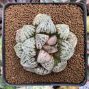 Haworthia Picta 'Okubo' 3" Succulent Plant