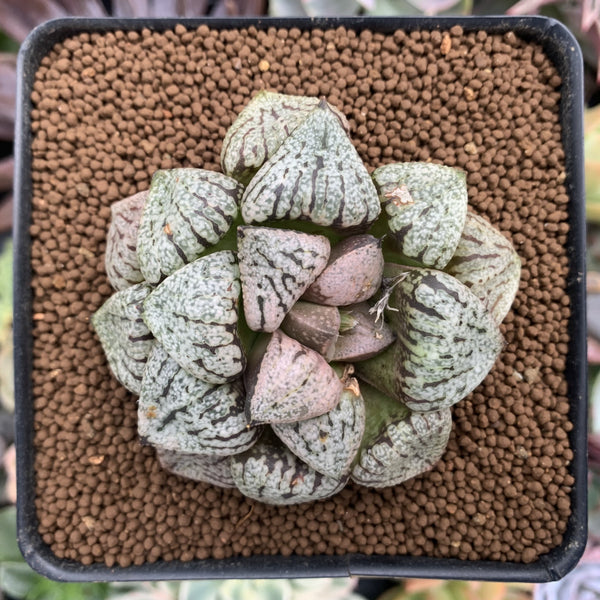 image_81e6c625-39cc-4d5f-94d7-