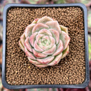 Echeveria 'Mario' Malgan Hybrid 1" New Hybrid Succulent Plant