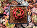Echeveria Agavoides 'Chapote' 1" Succulent Plant