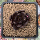 Echeveria 'Blackbird' 1" Succulent Plant